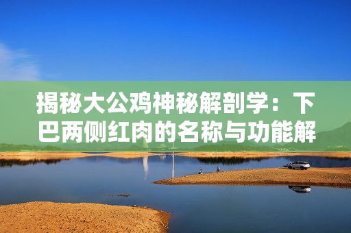 揭秘大公雞神秘解剖學：下巴兩側紅肉的名稱與功能解密